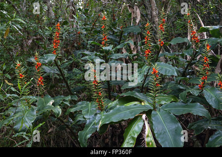 Frutta stand di Kahili zenzero (Hedychium gardnerianum), foresta pluviale del Cirque de Cilaos, La Reunion Foto Stock