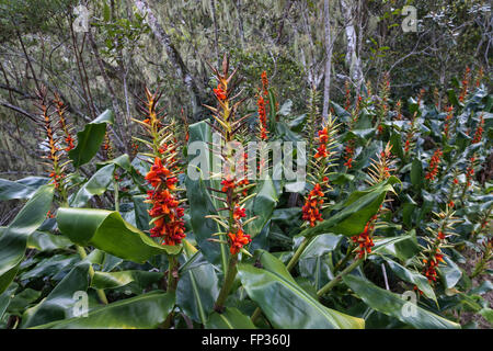 Frutta stand di Kahili zenzero (Hedychium gardnerianum), foresta pluviale del Cirque de Cilaos, La Reunion Foto Stock