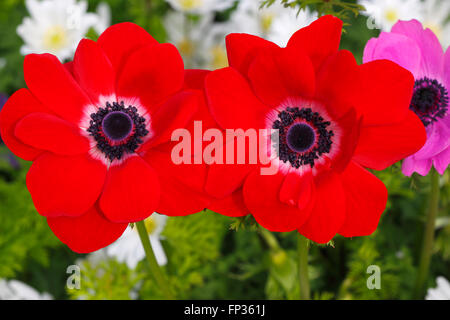 Papavero rosso (anemone coronaria Anemone de Caen varietà), Schleswig-Holstein, Germania Foto Stock