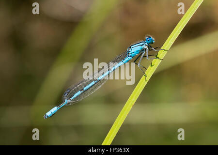 Comune Damselfly blu (Enallagma cyathigerum), maschio, Pupplinger Au, Alta Baviera, Baviera, Germania Foto Stock