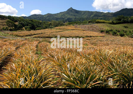 Ananas (Ananas comosus), piantagione vicino a Chamarel, Mauritius Foto Stock
