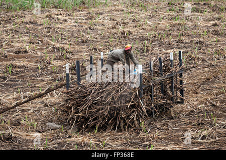 Uomo locali raccolte di impilamento di canna da zucchero (Saccharum officneararum), il caricamento in un silo di stoccaggio, nei pressi di Mahebourg, Mauritius Foto Stock