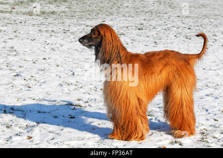 Afghan Hound (Canis lupus familiaris) in inverno nella neve, cane maschio , Germania Foto Stock