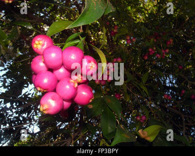 Rosa frutto di nativi Australiani Lilly scadenti (Syzygium australe) tree Foto Stock