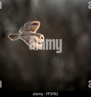 Wild Short eared owl in volo che mostra le piume e la struttura delle sue ali (asio flammeus) Foto Stock