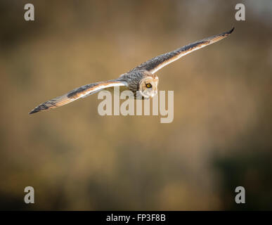 Wild Short eared owl in volo con ali diritte (asio flammeus) Foto Stock