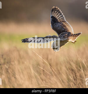 Wild Short eared owl si ferma in volo e inizia a calarsi sulla preda (asio flammeus) Foto Stock