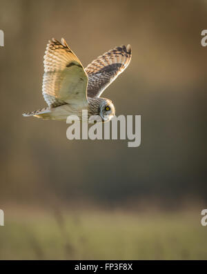 Wild Short eared owl in volo (asio flammeus) Foto Stock