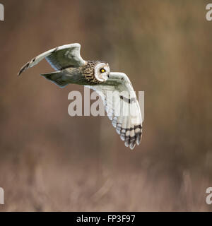 Wild Short eared owl in volo di guardare avanti, ali verso il basso(asio flammeus) Foto Stock