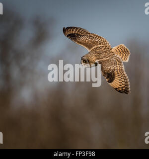 Wild Short eared owl banking round in volo in cerca di preda (asio flammeus) Foto Stock