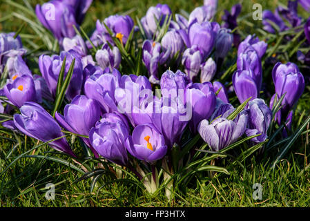 Un gruppo di viola crocus fiori in piena fioritura mostrando stami gialli Foto Stock