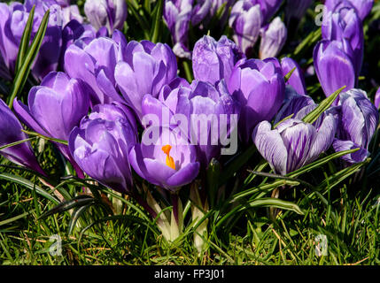 Un gruppo di viola crocus fiori in piena fioritura mostrando stami gialli Foto Stock