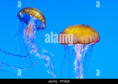 Mare ortica gelatine (Chrysaora fuscescens) nell'Acquario di Monterey, California, Stati Uniti d'America Foto Stock