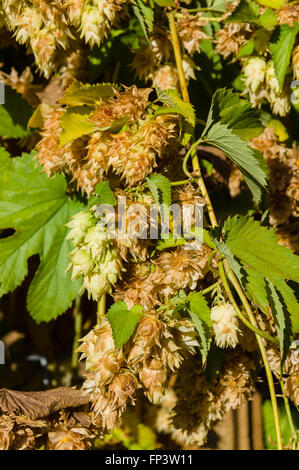 Fiori di luppolo su un vitigno è pronta per il raccolto Foto Stock