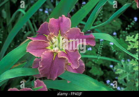 LOUISIANNA IRIS 'MERAVIGLIA NATURALE' UN IRIS IBRIDO IN PIENA FIORITURA. BLUE MOUNTAINS, NUOVO GALLES DEL SUD, AUSTRALIA. Foto Stock
