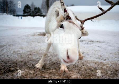 Le renne in Lapponia Rovaniemi FINLANDIA. La renna è una icona della Lapponia finlandese, e c'è una buona ragione per questo: il numbe Foto Stock