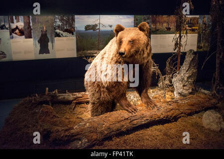 Museo Arktikum Lappland Rovaniemi Finlandia Europa. Bear instalation. Arktikum a Rovaniemi è un museo, science center, attracti Foto Stock