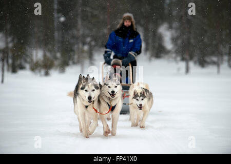 Salla husky safari. La Lapponia, Finlandia. Prima il safari la nostra guida vi darà una lezione di guida e dirvi come gestire il Foto Stock