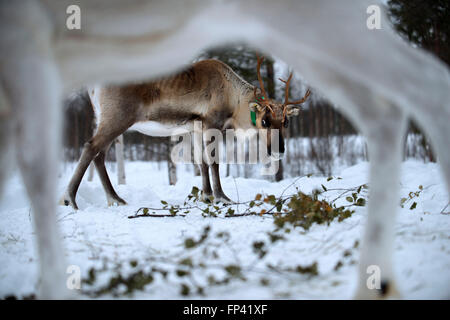 Fattoria di renne nella Salla, Lapponia finlandese. La renna è una icona della Lapponia finlandese, e c'è una buona ragione per questo: il num Foto Stock