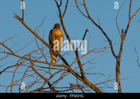 Immaturo Red-tailed Hawk, (Buteo jamaicensis), Bosque del Apache National Wildlife Refuge, nuovo Messico, Stati Uniti d'America. Foto Stock