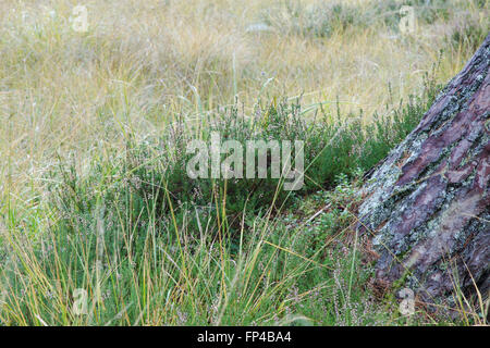 La corteccia e il lichen su Pino silvestre tree, nome latino Pinus sylvestris, crescente al di fuori di un intrico di Heather Foto Stock