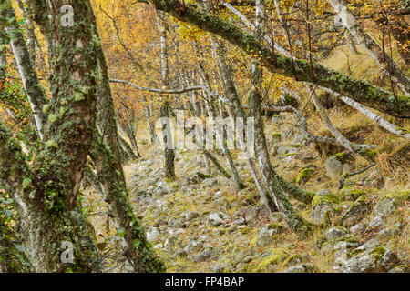 Argento bosco di betulle, nome latino Betula pendula, che mostra i colori autunnali Foto Stock