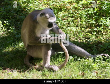 Maschio di indiani delle pianure settentrionali langurs grigio (Semnopithecus entellus) occupato governare la propria luce di coda Foto Stock