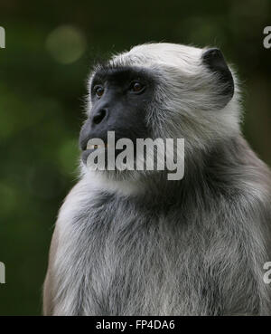 Indiani delle pianure settentrionali langur grigio (Semnopithecus entellus), primo piano della testa Foto Stock