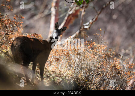 Himalayan Musk Deer (Moschus leucogaster) in habitat. Parco Nazionale di Sagarmatha. Distretto Solukhumbu. Il Nepal. Foto Stock