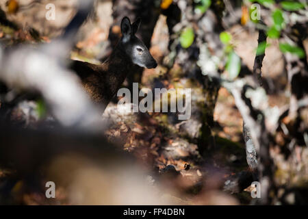 Himalayan Musk Deer (Moschus leucogaster) in habitat. Parco Nazionale di Sagarmatha. Distretto Solukhumbu. Il Nepal. Foto Stock