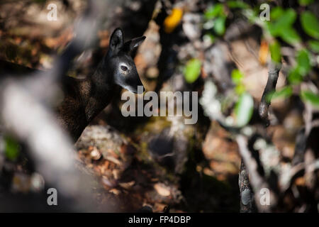 Himalayan Musk Deer (Moschus leucogaster) in habitat. Parco Nazionale di Sagarmatha. Distretto Solukhumbu. Il Nepal. Foto Stock