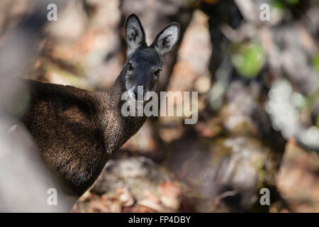 Himalayan Musk Deer (Moschus leucogaster ritratto). Parco Nazionale di Sagarmatha. Distretto Solukhumbu. Il Nepal. Foto Stock