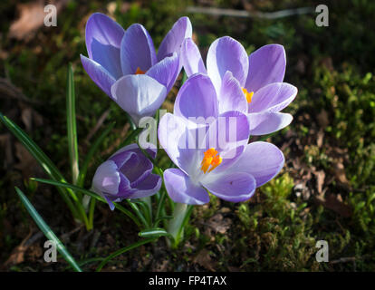 Viola e blu fiori Crocus in fiore in un giardino Helensburgh Dumbartonshire Scotland Regno Unito Regno Unito Foto Stock