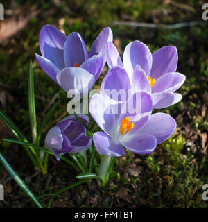 Viola e blu fiori Crocus in fiore in un giardino Helensburgh Dumbartonshire Scotland Regno Unito Regno Unito Foto Stock