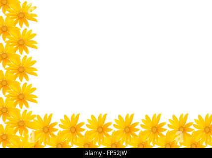 Piccoli fiori di colore giallo su sfondo bianco. Foto Stock