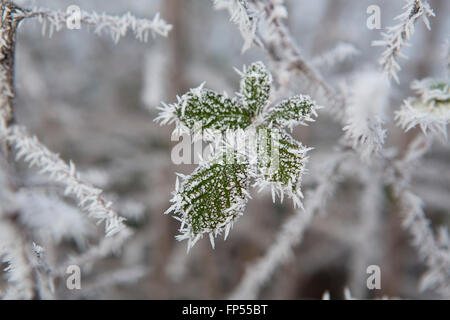 Coperto di brina rovo e blackberry piante e foglie nel mezzo dell'inverno. Foto Stock