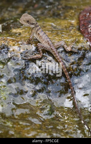 Acqua orientale dragon capretti Foto Stock