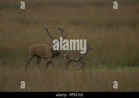 Cervo rosso ( Cervus elaphus ) che spinge un vitello anelante a tornare alla sua mandria, al crepuscolo, nei dintorni naturali, sulla steppa erbosa, in Europa. Foto Stock
