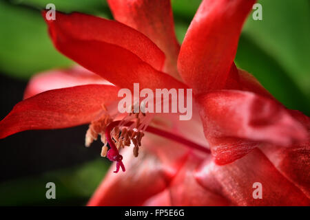 Close-up di foto fiore rosso di Zygocactus Foto Stock