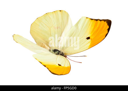 Immagine ravvicinata di flying butterfly (Anteos Menippe). Isolato su bianco. Foto Stock