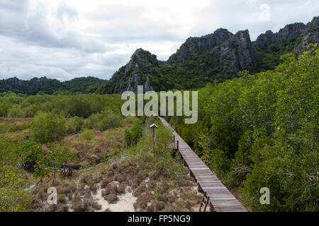 Passerella in legno per studiare la natura nella foresta di mangrovie. Foto Stock