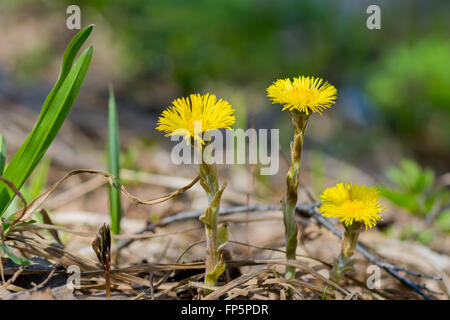 Molla di tre fiori gialli tra erba secca Foto Stock