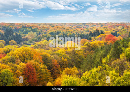 Vista aerea della foresta d'autunno. Foto Stock