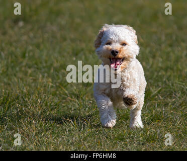 Cavapoo Puppy in esecuzione Foto Stock