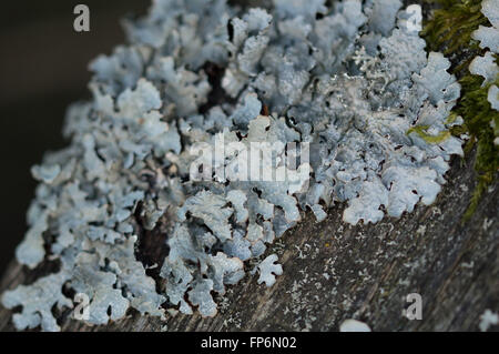 Scudo martellato lichen (Clairmont sulcata) che cresce su un palo di legno. Foto Stock