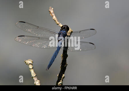 Dragonfly seduto su un ramoscello su stagno. Foto Stock