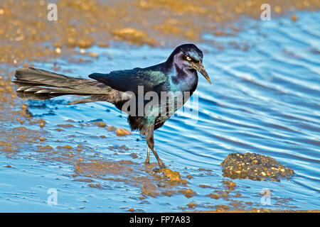 Barca maschio-tailed Grackle Foto Stock