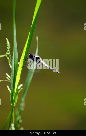 Piccola libellula skimmer su una nuova foglia verde nei pressi di stagno in estate. Foto Stock