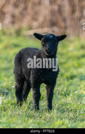 Singoli black agnello in primavera in piedi in un campo Llangynidr, Galles. Marzo Foto Stock