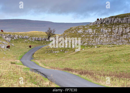 Le mucche in Yorkshire Dales National Park, Inghilterra Foto Stock